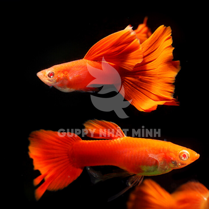 Cặp Cá Bảy Màu Full Red Đẹp Ngất Ngây - Cá Bảy Màu - Guppy Nhật Minh