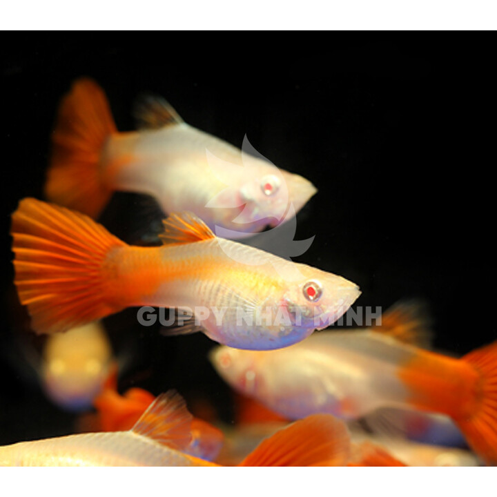 Cặp Cá Bảy Màu Full Red Đẹp Ngất Ngây - Cá Bảy Màu - Guppy Nhật Minh