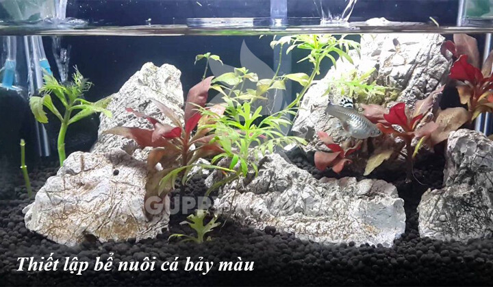Mô hình nuôi cá cảnh Guppy của anh Nguyễn Bình Trọng xã Tam Phước huyện  Châu Thành  Ủy ban mặt trận Tổ Quốc Việt Nam tỉnh Bến Tre