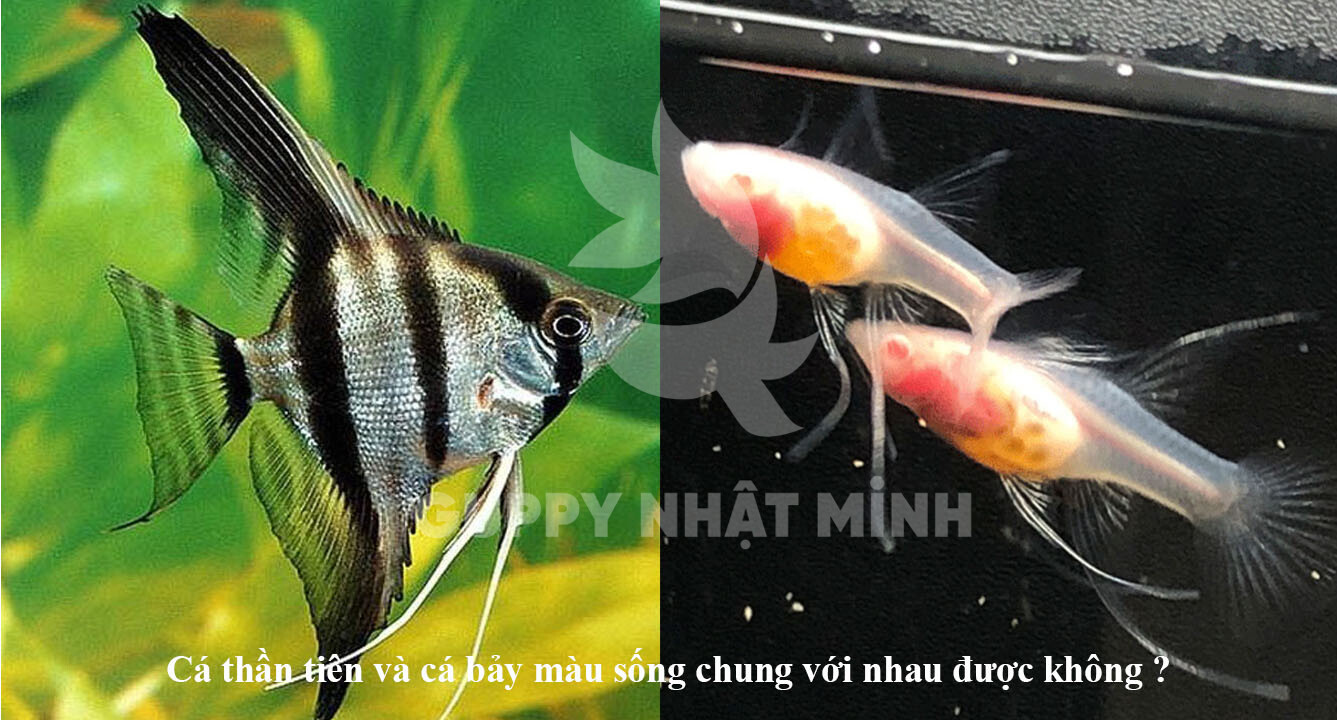 Cá Guppy và Cá thần tiên - Bạn có thể nuôi chúng trong cùng một bể cá không? - Cá Bảy Màu - Guppy Nhật Minh