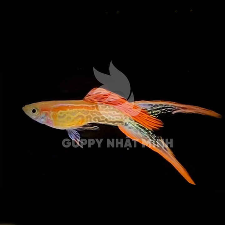 Cặp Cá Bảy Màu Rừng Red Lace Endler Tại Tp.Hcm - Cá Bảy Màu - Guppy Nhật  Minh